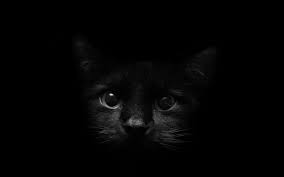 Black Cat Images Cat Wallpaper Cats