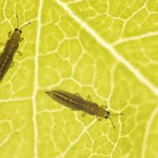 Indoor Plant Pests Bug Identification