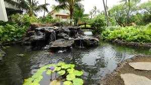 Aloha S Small Waterfall Pond With