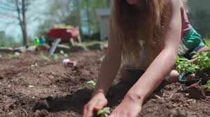 Youth Planting Vegetable Garden In