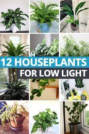12 Houseplants For Low Light