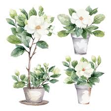 Set Of Watercolor Gardenia Flower Trees