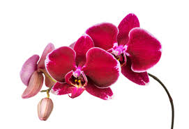 Orchid Png Vector Psd And Clipart