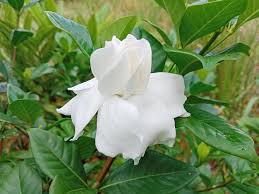 White Gardenia Flowers Cape Jasmine