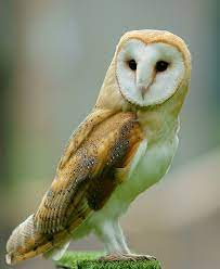 Barn Owl Wikipedia