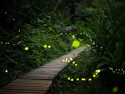 Best Ecotourism Sites