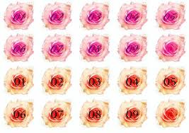 Watercolor Rose Number Icon 2 Color Set