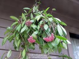 Wax Plant Hoya Alyx