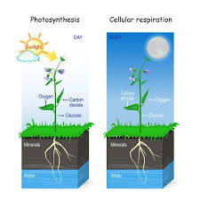 100 000 Photosynthesis Cellular