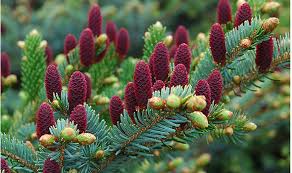Plant Conifer Trees For Year Round
