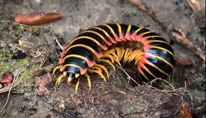 Centipede Millipede Silverfish