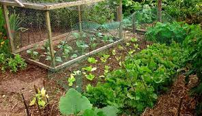 7 Steps To Create A Permaculture Garden