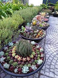 Outdoor Succulent Garden Ideas