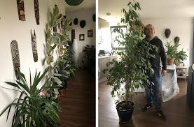 Winter Houseplant Care How To Look