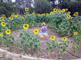 Outdoor Play Spaces Sunflower House
