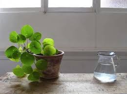 11 Ways To Keep Houseplants Happy This