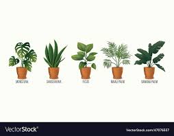 House Plant In Pot Icon Set Monstera