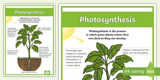 Photosynthesis Poster Display