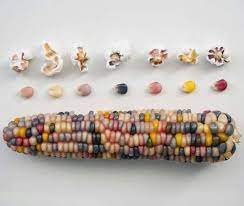 50 Glass Gem Rainbow Corn Ornamental