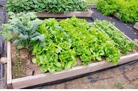 Vegetables For Raised Bed Gardens