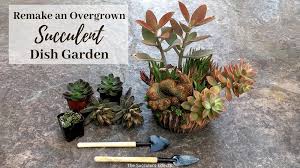 Overgrown Succulent Dish Garden