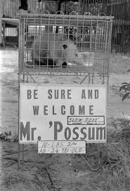 Slow Poke The Possum Ncpedia