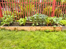 Starting Your Own Square Foot Garden