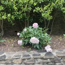 Milmont Greenhouses Updated July 2025
