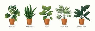 Vector House Plant In Pot Icon Set