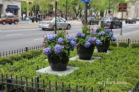 Beautiful Container Plantings Along The