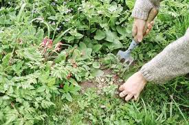 5 Tips For De Weeding Your Garden This