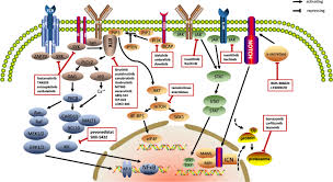 targeted therapy for malignant lymphoma