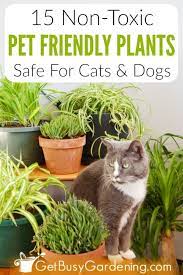 Plants That Are Safe For Cats And Dogs