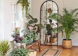 Indoor Plants