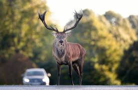 What Can I Do About Deer Near Busy Roads