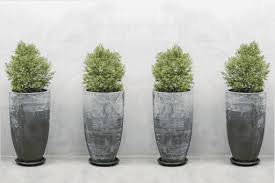 10 Trees To Grow In Containers 2024