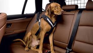 Crash Tested Dog Seat Belts And Crates