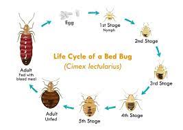 What Do Bed Bug Eggs Look Like