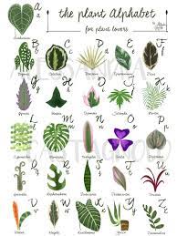 The Plant Alphabet For Plant