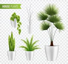 Indoor Plants Png Vectors