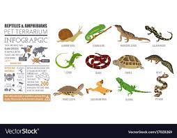 Amphibians Icon Set Flat Style Vector Image