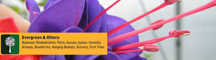 Outback Nursery Courtenay Bc