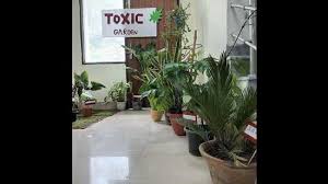 Toxicomania 2023 Beware Indoor Plants