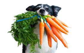 Vegan Diets For Dogs