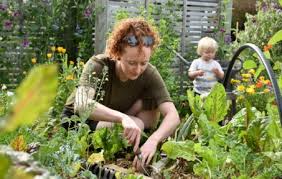 Beginner Vegetable Gardening Secret