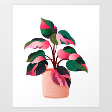 Philodendron Pink Princess Ppp Aroid