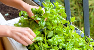 Container Gardening