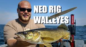 Ned Rig The Best Walleye Bait No One S