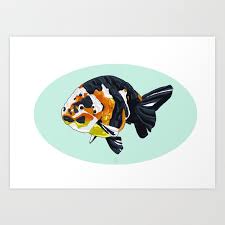 Ranchu Goldfish Art Print By Marion