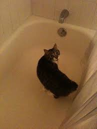 Does Cat View Tub As A Litter Box